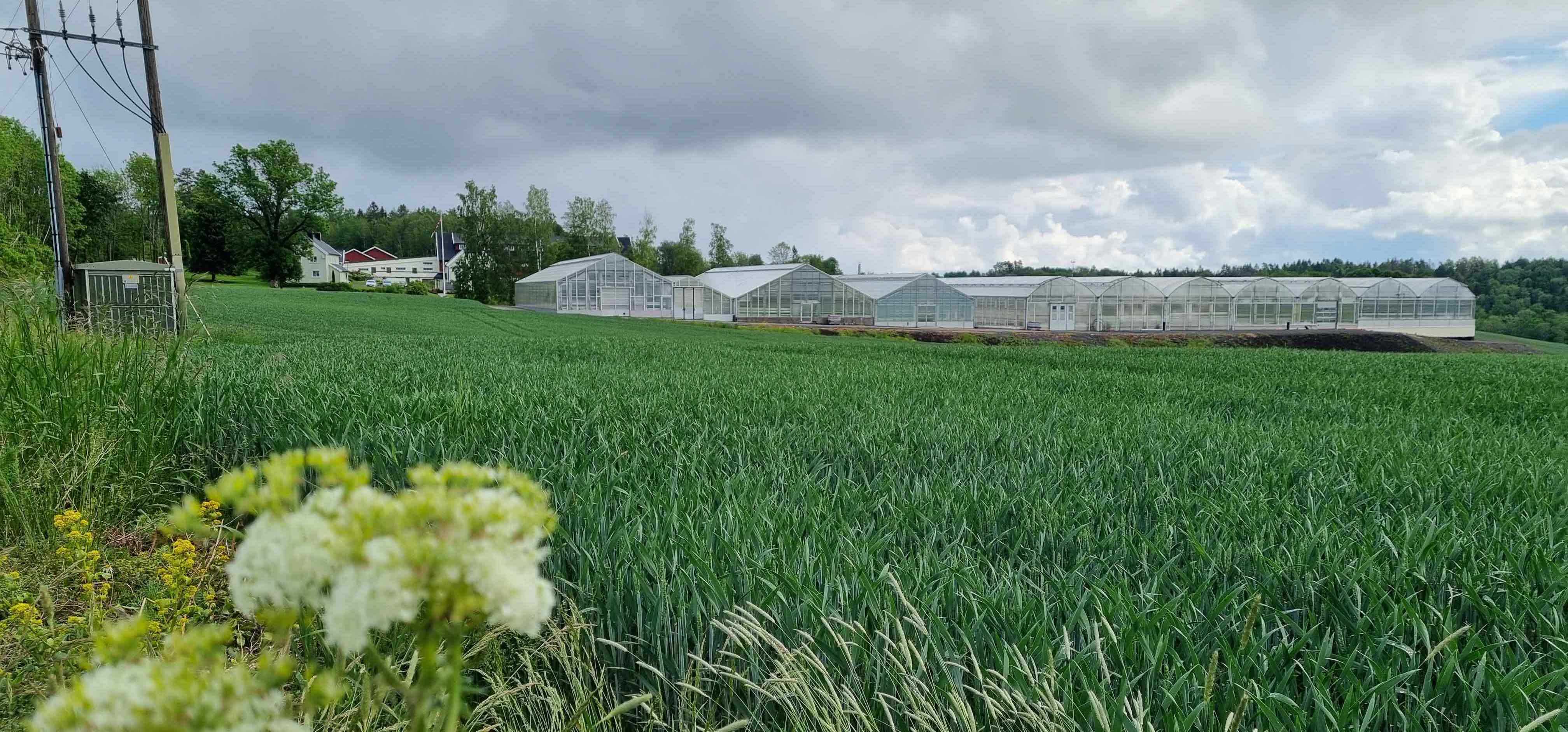 Forsidebilde med grønt natur motiv av blomster i forgrunn og et drivhus i bakgrunn.